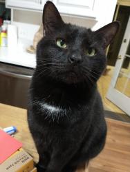 Reunited Male Cat last seen Timberleaf Drive, Buncombe County, NC 28732