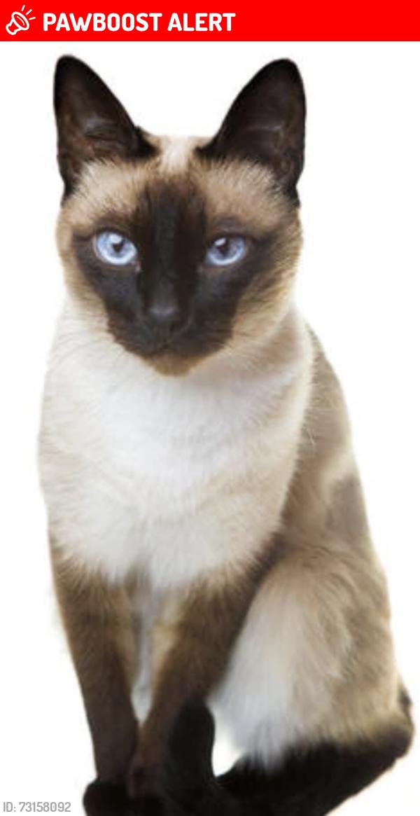 Lost Male Cat last seen LONG EATON, Long Eaton, England 
