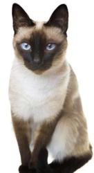 Lost Male Cat last seen LONG EATON, Long Eaton, England 
