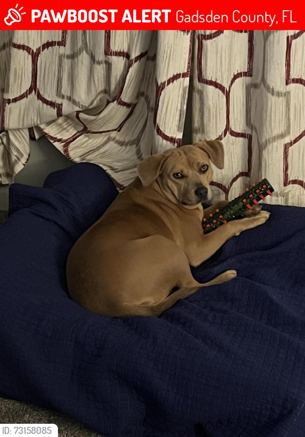 Lost Female Dog last seen Woodward Road, Point Milligan, Fantana Trl, Gadsden County, FL 32352