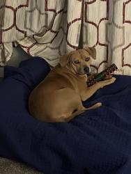 Lost Female Dog last seen Woodward Road, Point Milligan, Fantana Trl, Gadsden County, FL 32352
