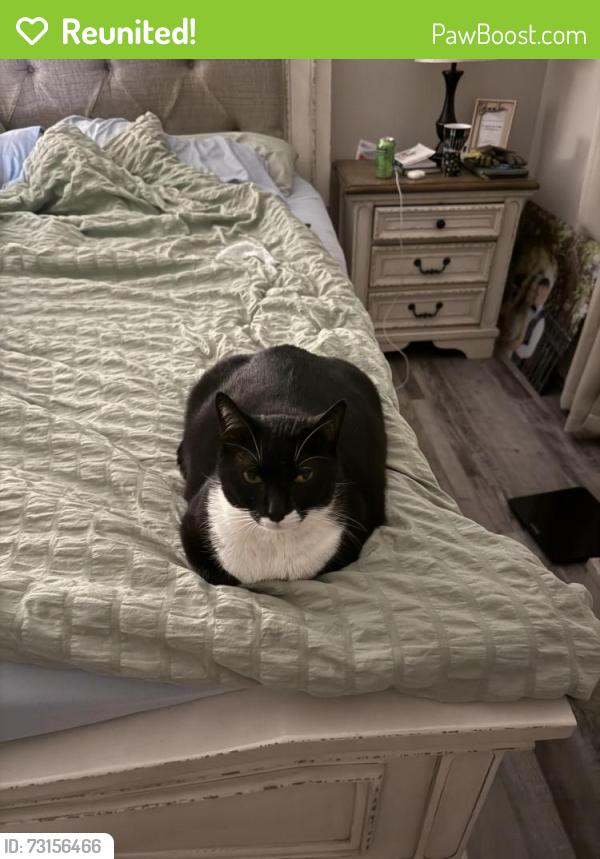Reunited Male Cat last seen Moriah lane, Dallas, GA 30132