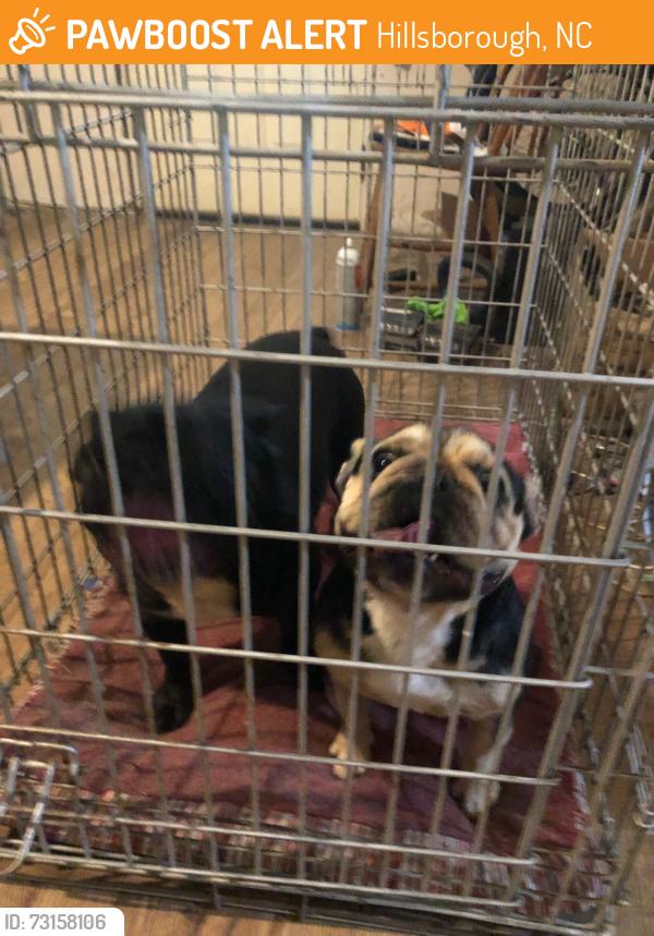 Found/Stray Female Dog last seen Schley/ New Sharon, Hillsborough, NC 27278
