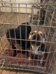 Found/Stray Female Dog last seen Schley/ New Sharon, Hillsborough, NC 27278