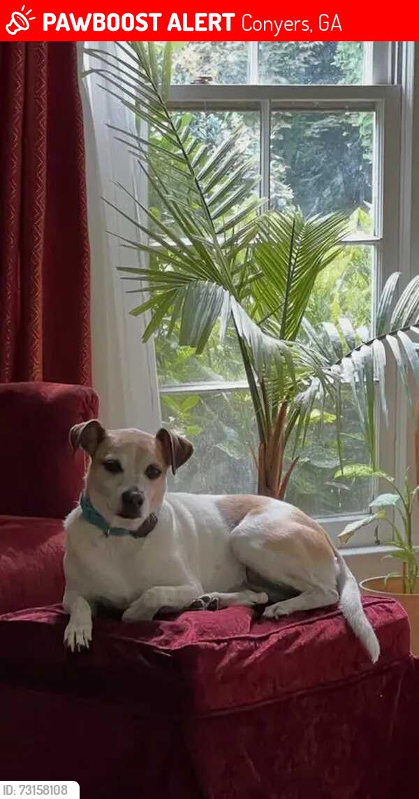 Lost Female Dog last seen BJs or Spring and Underwood in Conyers., Conyers, GA 30013