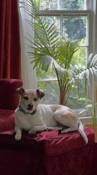 Lost Female Dog last seen BJs or Spring and Underwood in Conyers., Conyers, GA 30013