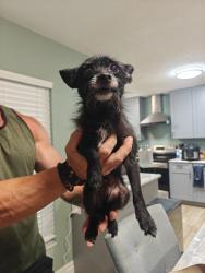 Reunited Male Dog last seen Avalon Terrace Dr, Brandon, FL, USA, Brandon, FL 33594