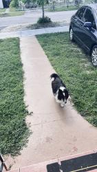Found/Stray Unknown Dog last seen Flagler and 51 ave, Coral Gables, FL 33134
