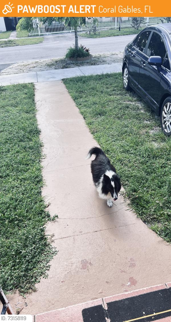 Found/Stray Unknown Dog last seen Flagler and 51 ave, Coral Gables, FL 33134