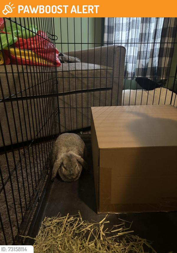 Found/Stray Unknown Rabbit last seen Claire drive birdsboro, Exeter Township, PA 19508