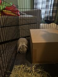 Found/Stray Unknown Rabbit last seen Claire drive birdsboro, Exeter Township, PA 19508