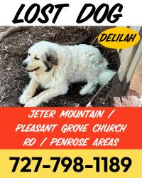 Reunited Female Dog last seen Jeter Mountain Road and Pleasant Grove Church Road, Etowah, NC 28739