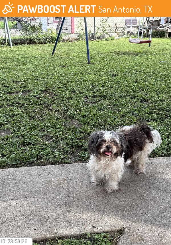 Found/Stray Unknown Dog last seen San Pedro/Basse, San Antonio, TX 78216