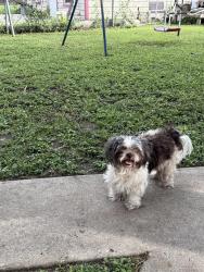 Found/Stray Unknown Dog last seen San Pedro/Basse, San Antonio, TX 78216