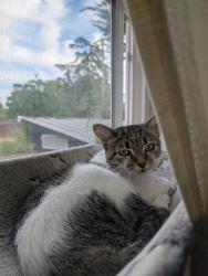 Reunited Female Cat last seen End of Oaken Bucket Ct, Sacramento, CA 95827
