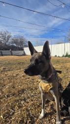 Reunited Female Dog last seen Broadway and Dan St (Nexus Brewery), Albuquerque, NM 87102