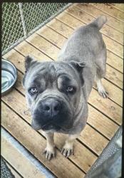 Lost Male Dog last seen Killarney Pl, Charlotte, NC 28262