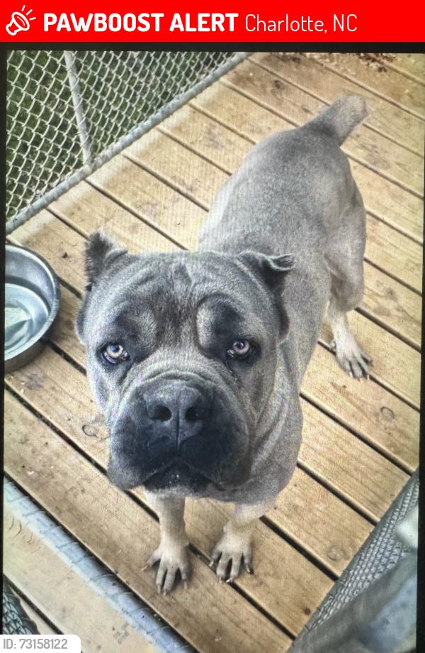 Lost Male Dog last seen Killarney Pl, Charlotte, NC 28262