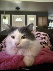 Reunited Female Cat last seen Oak grove rd s and 1187, Burleson, TX 76028