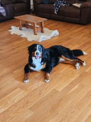 Reunited Male Dog last seen Landmark dr bailer dr, Belgrade, MT 59714