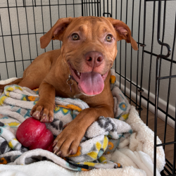Shelter Stray Female Dog last seen , 3612 11th Ave, Los Angeles, CA 90018, USA