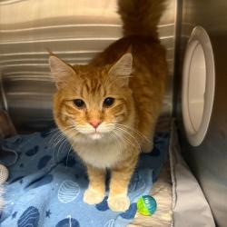 Shelter Stray Male Cat last seen , 1013 Garfield St, Oak Park, IL 60304, USA