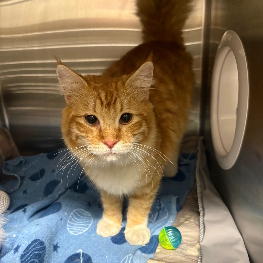 Shelter Stray Male Cat last seen , 1013 Garfield St, Oak Park, IL 60304, USA
