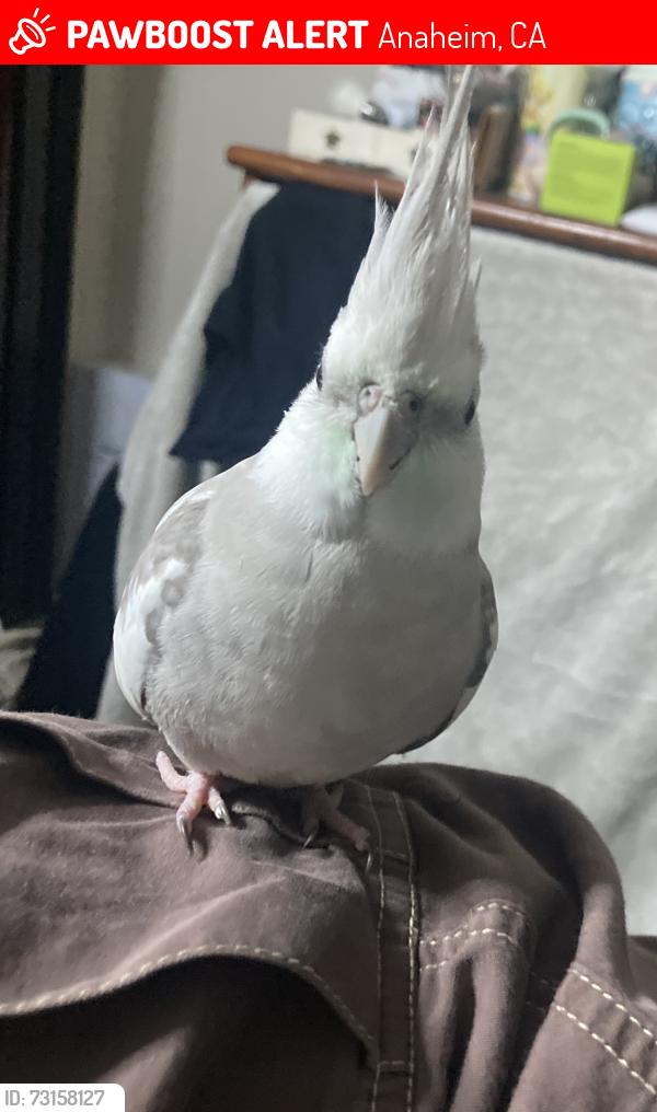 Lost Male Bird last seen Near w savanna st Anaheim ca 92804, Anaheim, CA 92804