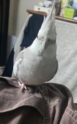 Lost Male Bird last seen Near w savanna st Anaheim ca 92804, Anaheim, CA 92804