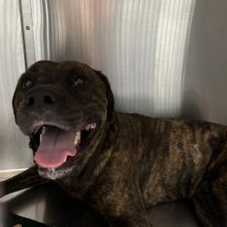 Shelter Stray Male Dog last seen , 980 Guilford College Rd, Greensboro, NC 27409, USA
