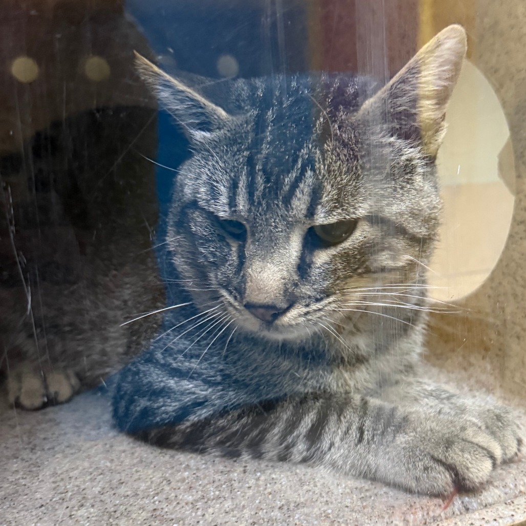 Shelter Stray Male Cat last seen , 800 Southwest Dr, Cheyenne, WY 82007, USA