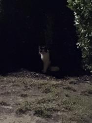 Found/Stray Unknown Cat last seen Near 8th Rd S, Arlington, VA 22204, Arlington, VA 22204