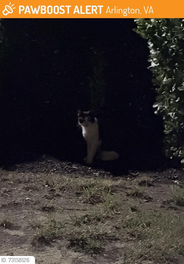 Found/Stray Unknown Cat last seen Near 8th Rd S, Arlington, VA 22204, Arlington, VA 22204