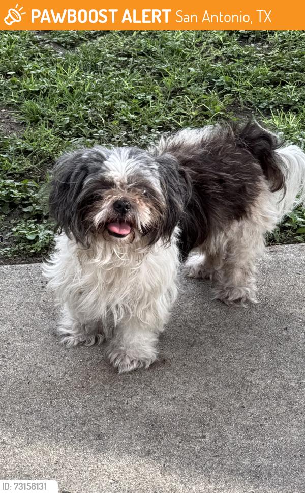 Found/Stray Unknown Dog last seen San Pedro Ave, San Antonio, TX 78216