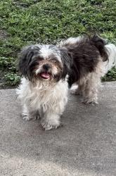 Found/Stray Unknown Dog last seen San Pedro Ave, San Antonio, TX 78216