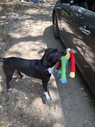 Reunited Female Dog last seen Near Marshfield Rd, Johns Island, SC 29455, USA, Johns Island, SC 29455