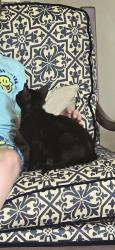 Lost Male Cat last seen 1st BaptistChurch parking lot/ Memorial/Chatsworth Dr., Houston, TX 77024