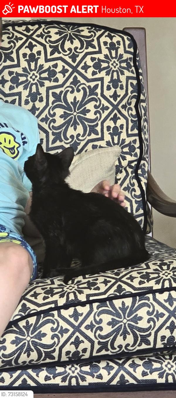 Lost Male Cat last seen 1st BaptistChurch parking lot/ Memorial/Chatsworth Dr., Houston, TX 77024