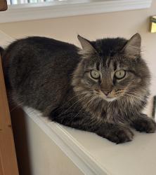 Reunited Female Cat last seen Juniper Ln and Villa Ln, Falls Church, VA 22044