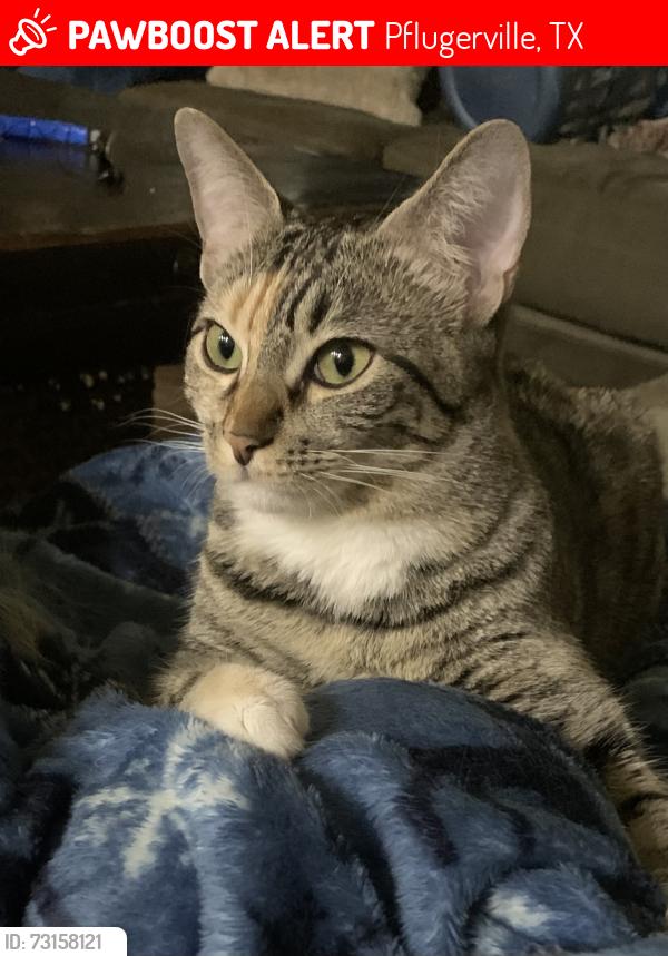 Lost Female Cat last seen Rowe Ln / Martin, Pflugerville, TX 78660