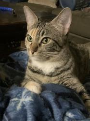 Lost Female Cat last seen Rowe Ln / Martin, Pflugerville, TX 78660