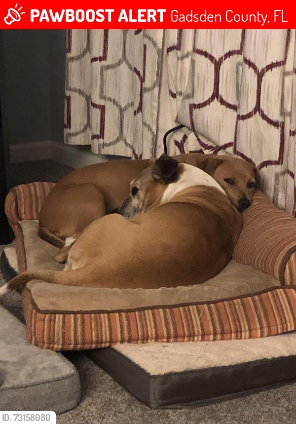 Lost Female Dog last seen Woodward Road, Point Milligan, Fantana Trl, Gadsden County, FL 32352