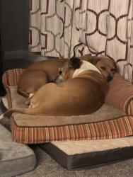 Lost Female Dog last seen Woodward Road, Point Milligan, Fantana Trl, Gadsden County, FL 32352