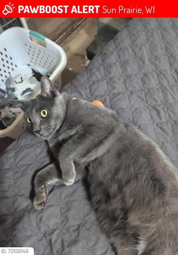 Lost Male Cat last seen Kwik trip, Sun Prairie, WI 53590