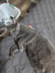 Lost Male Cat last seen Kwik trip, Sun Prairie, WI 53590