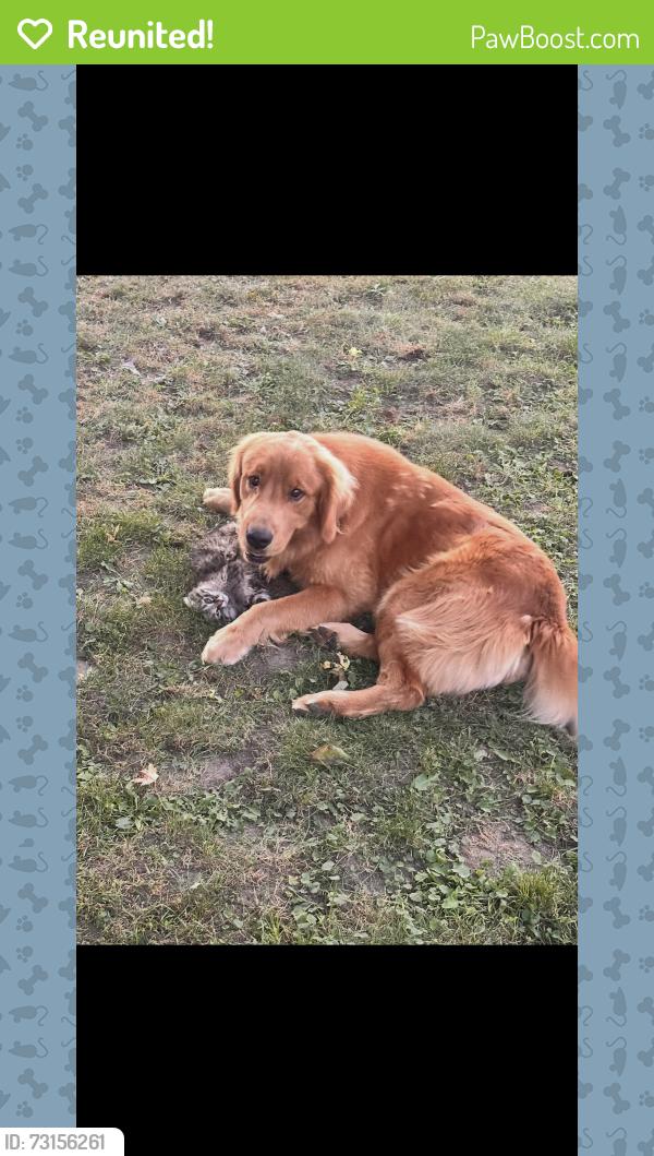 Reunited Male Dog last seen Dequindre Rd, Shelby Township, MI, USA, Shelby Township, MI 48308