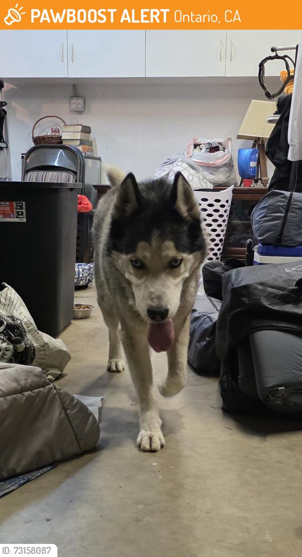 Found/Stray Male Dog last seen Westwind Park. Across from new stadium., Ontario, CA 91761