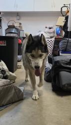 Found/Stray Male Dog last seen Westwind Park. Across from new stadium., Ontario, CA 91761