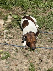 Lost Male Dog last seen Coatsville pa, Coatesville, PA 19320