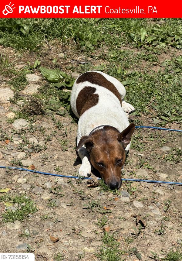 Lost Male Dog last seen Coatsville pa, Coatesville, PA 19320